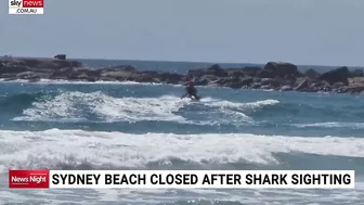 Palm Beach closed after hammerhead shark sightings