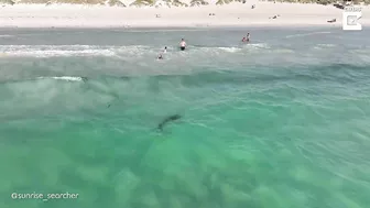 Shark Swims Dangerously Close To Unaware Beach Goers