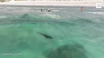 Shark Swims Dangerously Close To Unaware Beach Goers