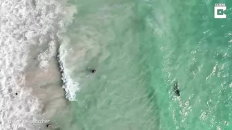 Shark Swims Dangerously Close To Unaware Beach Goers