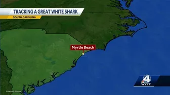 8-foot, nearly 400-pound white shark pinged near Myrtle Beach, South Carolina