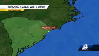 8-foot, nearly 400-pound white shark pinged near Myrtle Beach, South Carolina