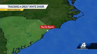 8-foot, nearly 400-pound white shark pinged near Myrtle Beach, South Carolina