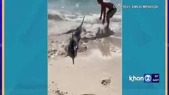 Marlin beaches itself in Waikiki: ‘Gnarly to see’