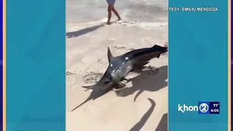 Marlin beaches itself in Waikiki: ‘Gnarly to see’