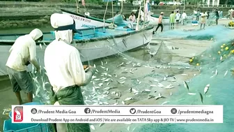 FISH CATCH AT BAGA BEACH | Prudent Media Goa