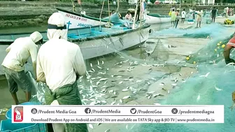 FISH CATCH AT BAGA BEACH | Prudent Media Goa