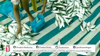 FISH CATCH AT BAGA BEACH | Prudent Media Goa