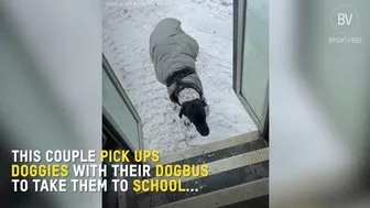 These dogs travel every day in a school bus