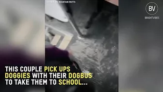 These dogs travel every day in a school bus