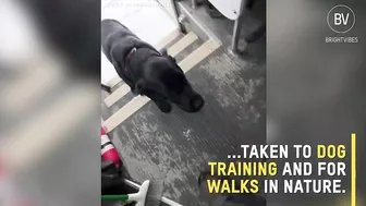 These dogs travel every day in a school bus