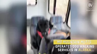 These dogs travel every day in a school bus