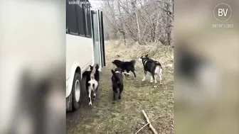 These dogs travel every day in a school bus