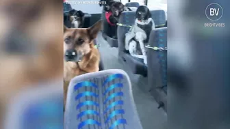 These dogs travel every day in a school bus