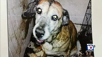 Deerfield Beach woman facing charges after keeping dozens of cats, dogs in filthy condition.