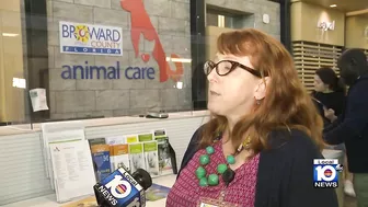 Deerfield Beach woman facing charges after keeping dozens of cats, dogs in filthy condition.