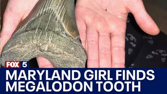 Maryland girl finds Megalodon tooth along Calvert County beach | FOX 5 DC