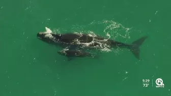 Rare right whale with calf brings crowds to Juno Beach