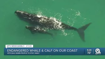 Rare right whale with calf brings crowds to Juno Beach