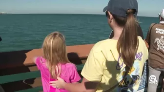 Rare right whale with calf brings crowds to Juno Beach