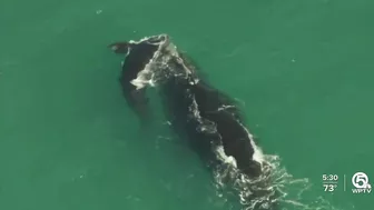 Rare right whale with calf brings crowds to Juno Beach