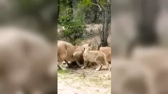 LUCKY PRIDE OF LIONS/WILD ANIMALS ATTACKS COMPILATION #shorts #animals