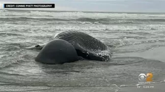 Another dead whale washes ashore on beach in New Jersey