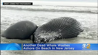 Another dead whale washes ashore on beach in New Jersey