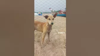 ⛱️???? Marina Beach ல Humanity But Went Wrong Watch Till End ???????? #shorts #vpwolfyt #tamil #trending