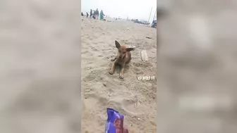 ⛱️???? Marina Beach ல Humanity But Went Wrong Watch Till End ???????? #shorts #vpwolfyt #tamil #trending