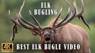 Elk Bugling Compilation During the Rut with HD Audio - Best Elk Call Video - Nature's Best Sounds 4K