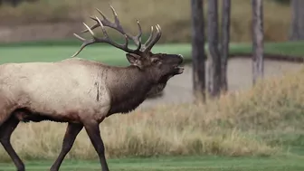 Elk Bugling Compilation During the Rut with HD Audio - Best Elk Call Video - Nature's Best Sounds 4K