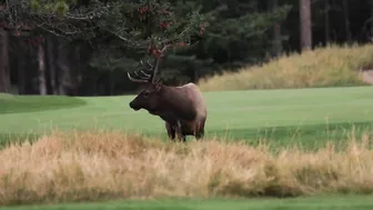 Elk Bugling Compilation During the Rut with HD Audio - Best Elk Call Video - Nature's Best Sounds 4K