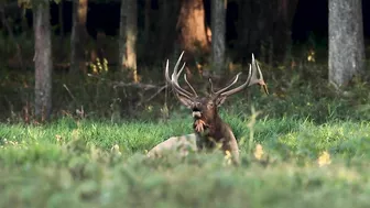 Elk Bugling Compilation During the Rut with HD Audio - Best Elk Call Video - Nature's Best Sounds 4K