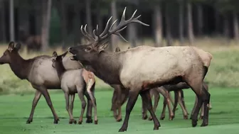 Elk Bugling Compilation During the Rut with HD Audio - Best Elk Call Video - Nature's Best Sounds 4K