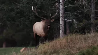 Elk Bugling Compilation During the Rut with HD Audio - Best Elk Call Video - Nature's Best Sounds 4K