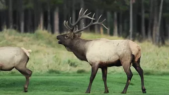 Elk Bugling Compilation During the Rut with HD Audio - Best Elk Call Video - Nature's Best Sounds 4K