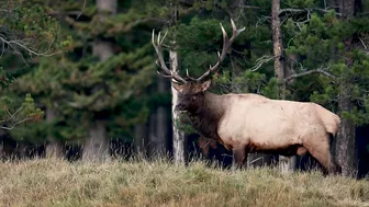 Elk Bugling Compilation During the Rut with HD Audio - Best Elk Call Video - Nature's Best Sounds 4K