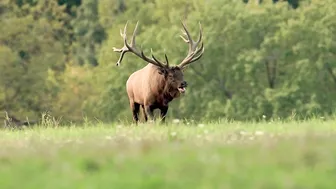 Elk Bugling Compilation During the Rut with HD Audio - Best Elk Call Video - Nature's Best Sounds 4K