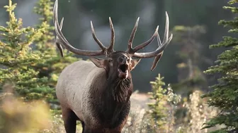 Elk Bugling Compilation During the Rut with HD Audio - Best Elk Call Video - Nature's Best Sounds 4K