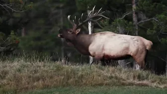 Elk Bugling Compilation During the Rut with HD Audio - Best Elk Call Video - Nature's Best Sounds 4K