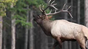 Elk Bugling Compilation During the Rut with HD Audio - Best Elk Call Video - Nature's Best Sounds 4K