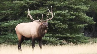 Elk Bugling Compilation During the Rut with HD Audio - Best Elk Call Video - Nature's Best Sounds 4K