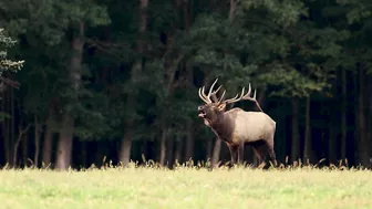 Elk Bugling Compilation During the Rut with HD Audio - Best Elk Call Video - Nature's Best Sounds 4K