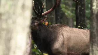 Elk Bugling Compilation During the Rut with HD Audio - Best Elk Call Video - Nature's Best Sounds 4K