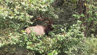 Elk Bugling Compilation During the Rut with HD Audio - Best Elk Call Video - Nature's Best Sounds 4K