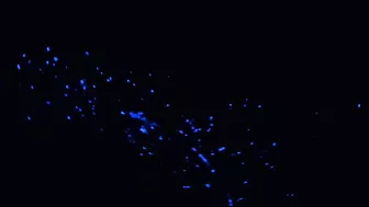 Do it for Glowing Beach | Bioluminescent plankton | Morning Motivation