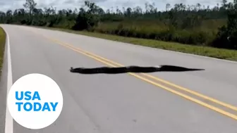 15-foot-long python stretches across two lanes on Florida roadway | USA TODAY