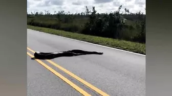 15-foot-long python stretches across two lanes on Florida roadway | USA TODAY