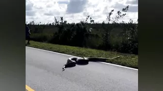 15-foot-long python stretches across two lanes on Florida roadway | USA TODAY